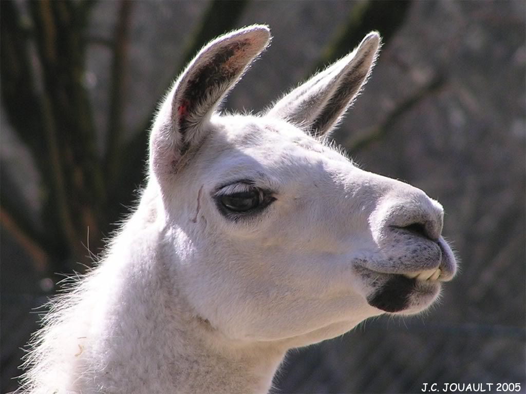 Lama.jpg