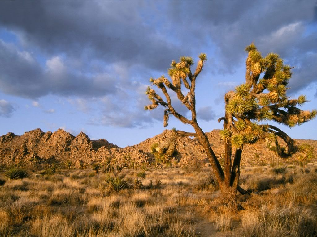 LateAfternoonatJoshuaTreeNationalPa.jpg