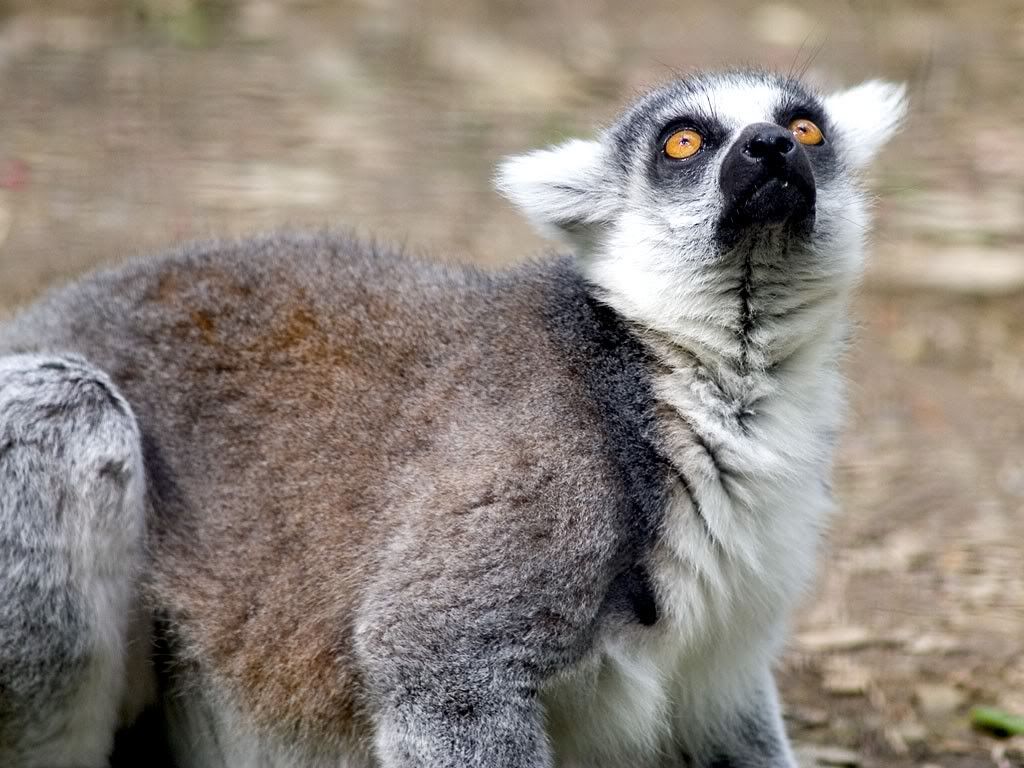 Lemur.jpg