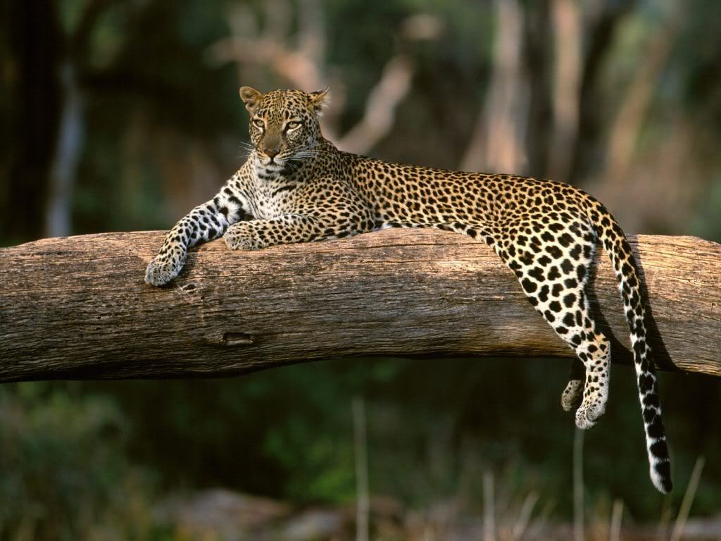 Leopard1.jpg