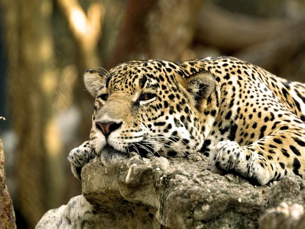 Leopard2.jpg