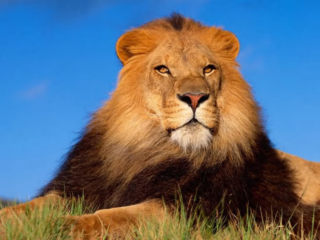 Lion2.jpg