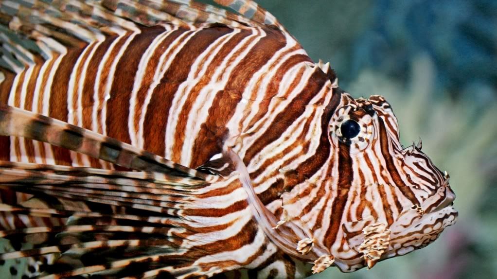 LionFish.jpg