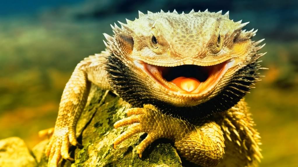 LizardDragon.jpg