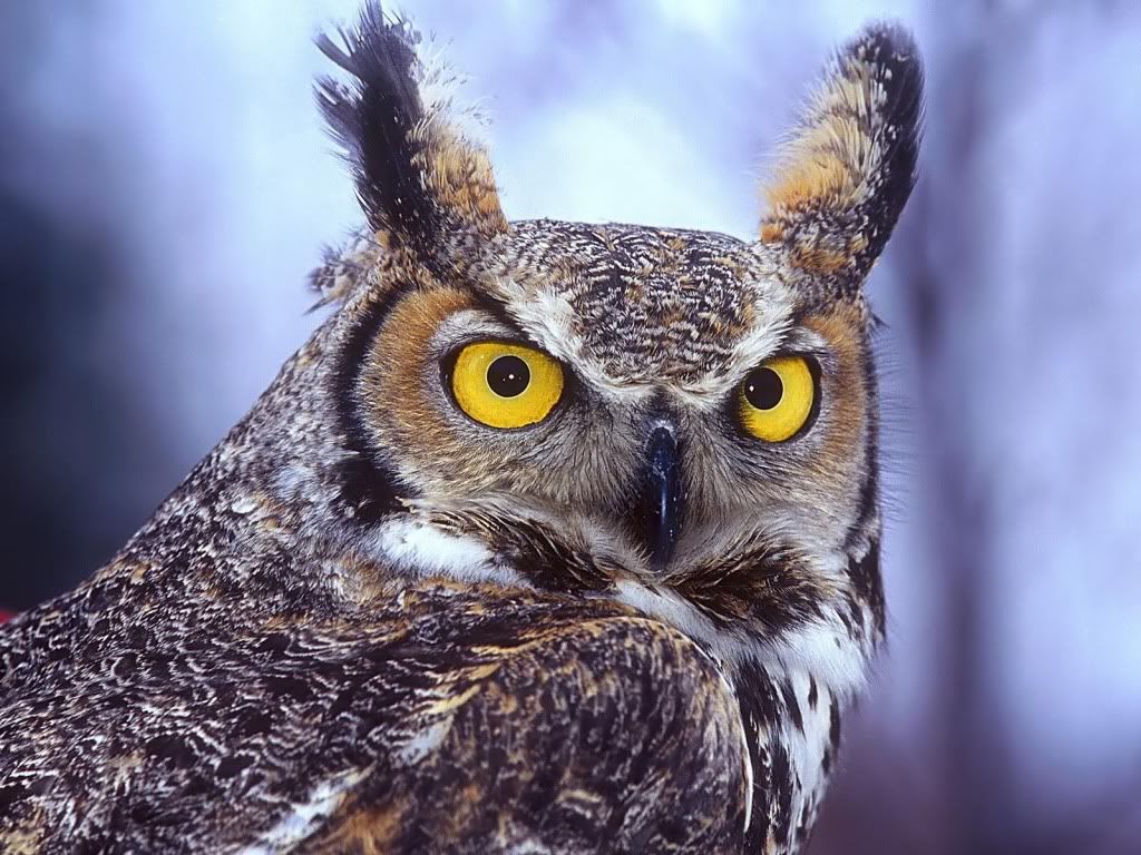 LongEaredOwl.jpg