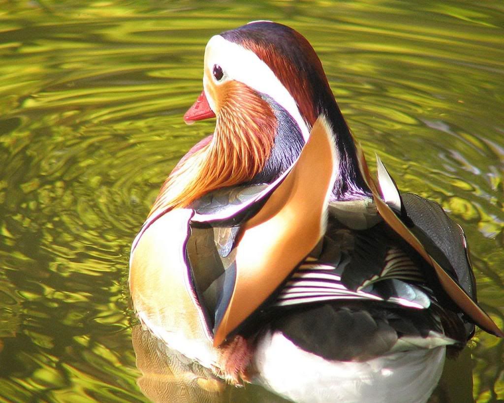 MandarinDuck.jpg