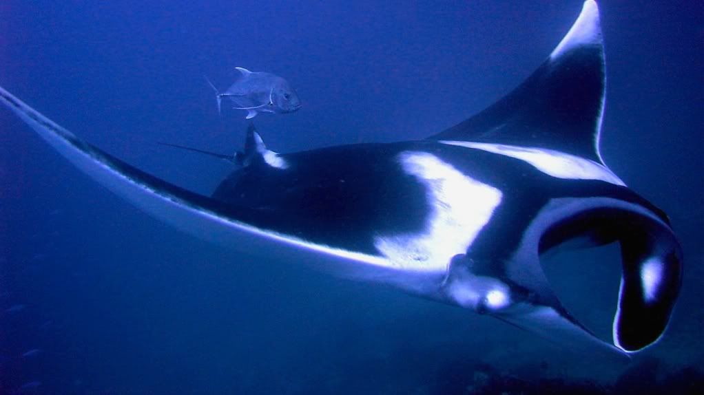 MantaRow.jpg