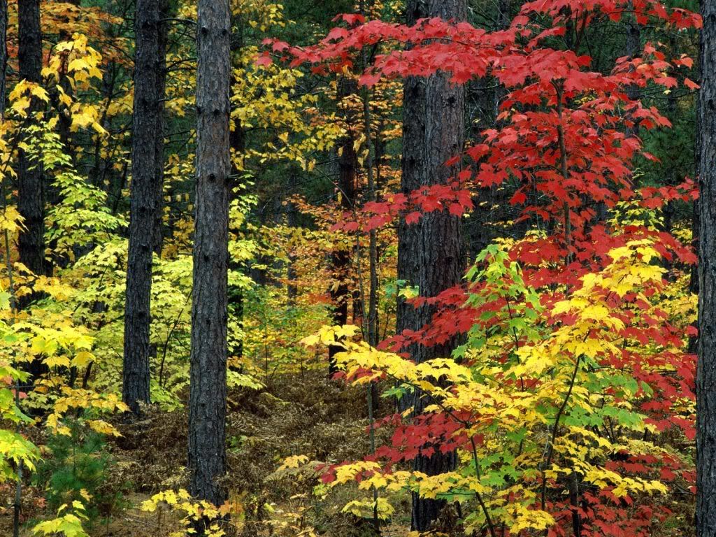 MichiganColors.jpg