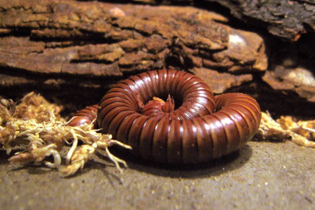 Millipede.jpg
