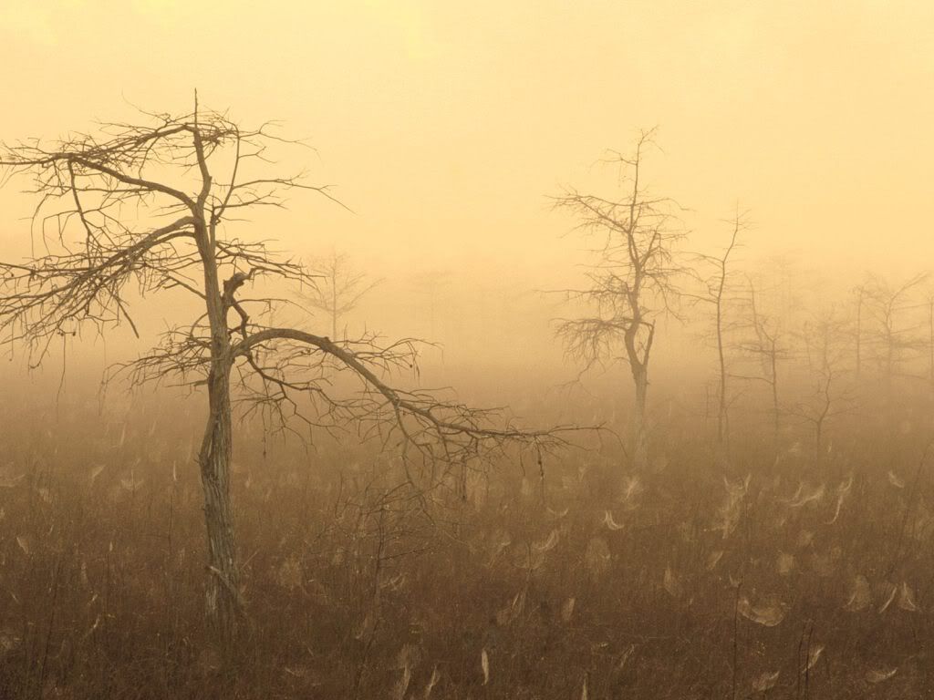 MorningDewEvergladesNationalParkFlo.jpg