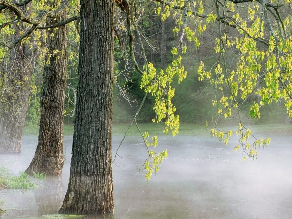 MorningFogPercyWarnerParkTennessee-.jpg