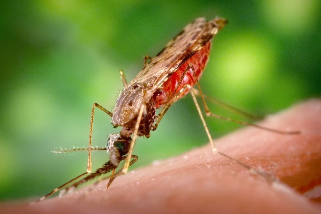 Mosquito.jpg