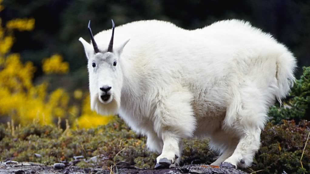 MountainGoat.jpg