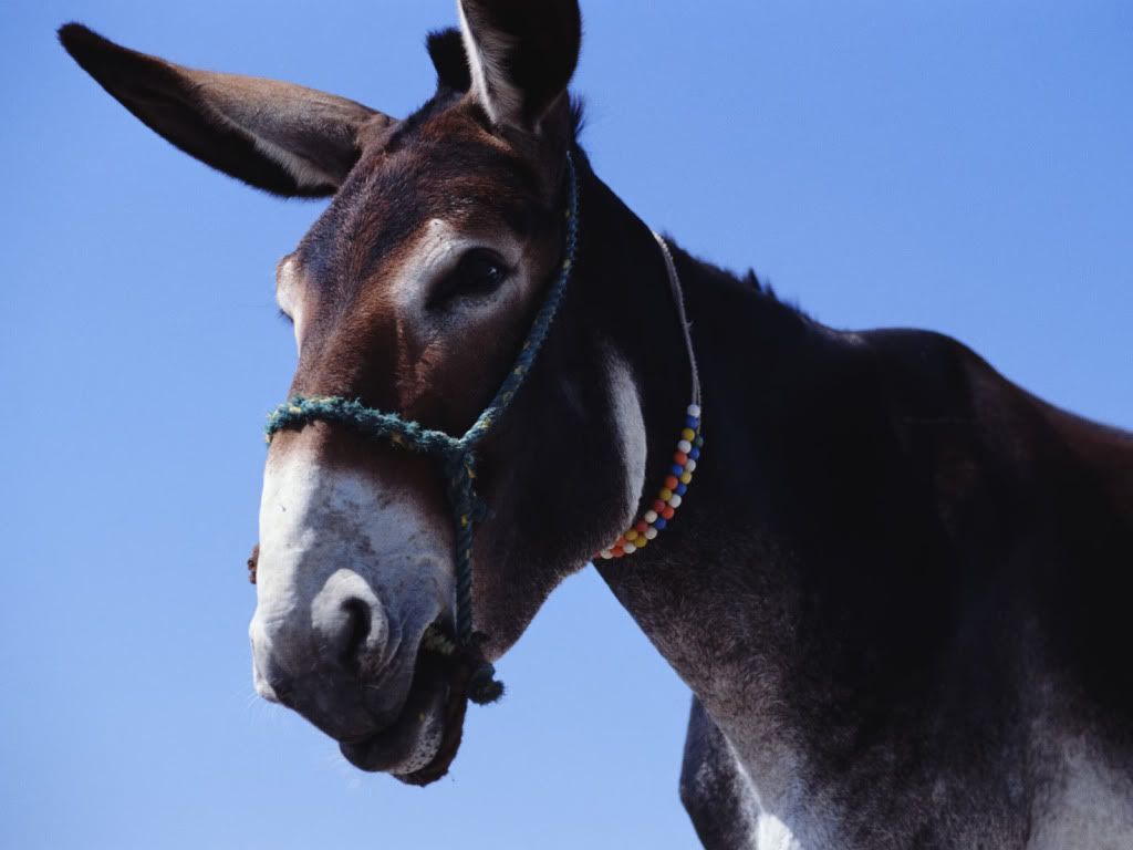 Mule.jpg