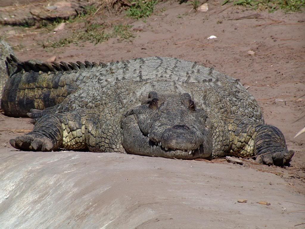 NileCrocodile1.jpg