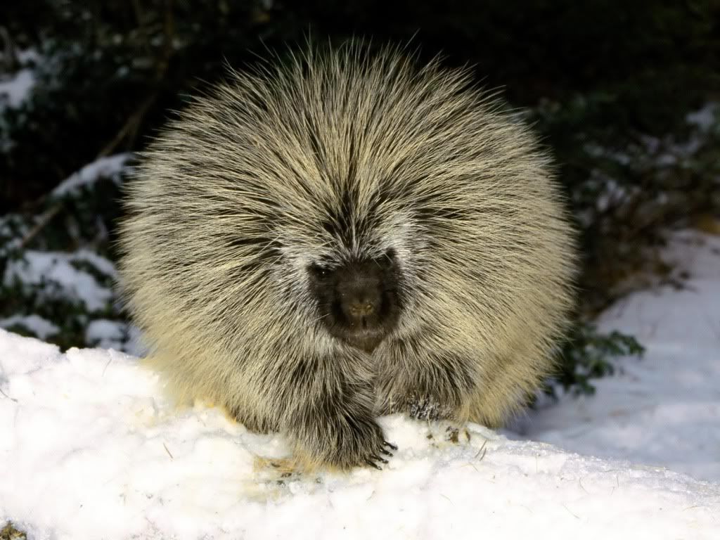 NorthAmericanPorcupine.jpg