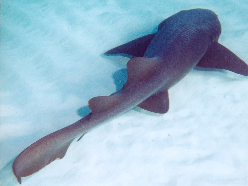 NurseShark.jpg