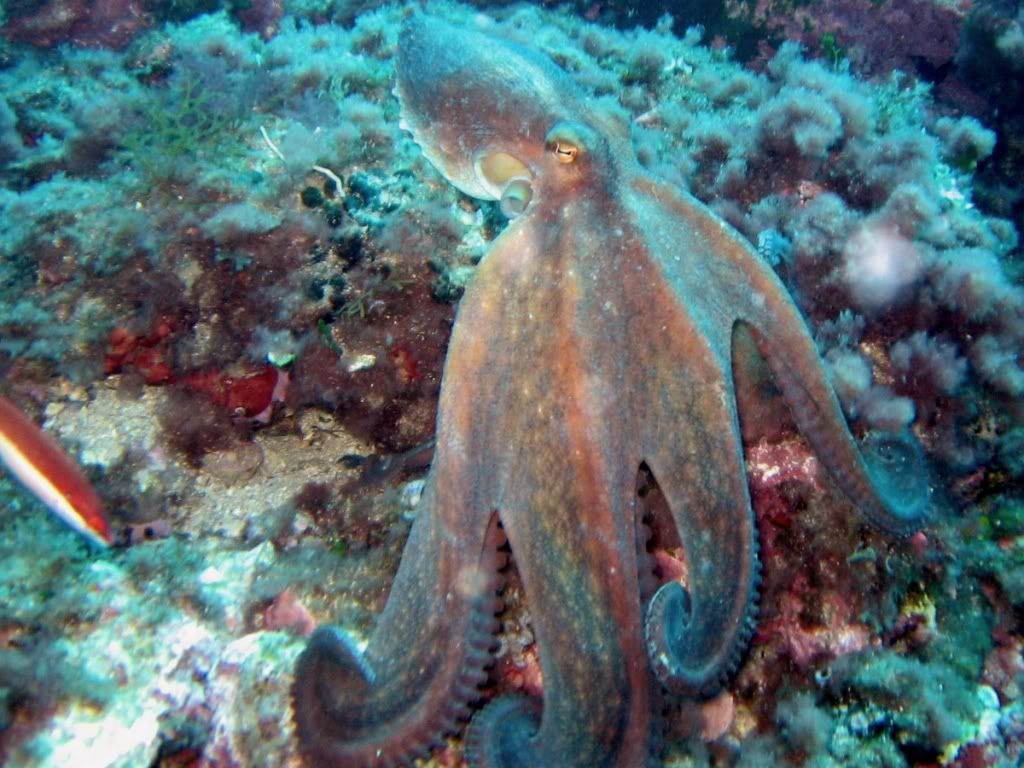 Octopus.jpg