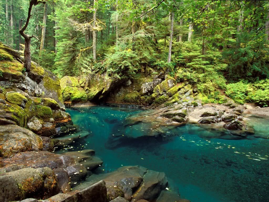 OhanapecoshRiverMtRainierNationalPa.jpg