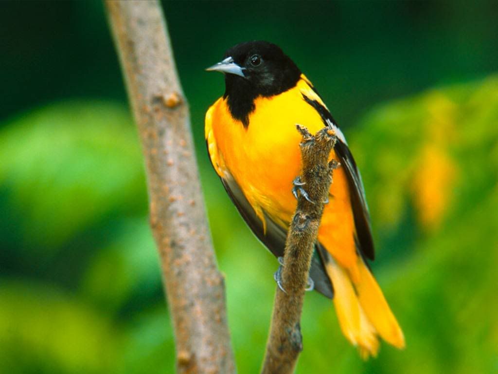Oriole.jpg