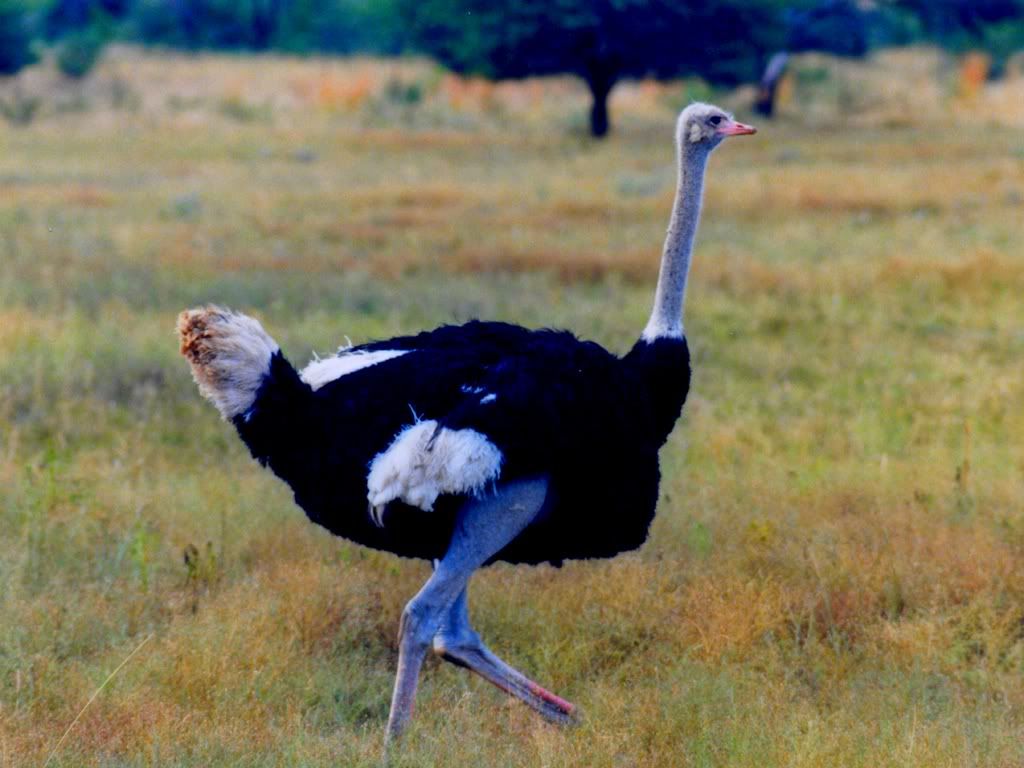 Ostrich1.jpg