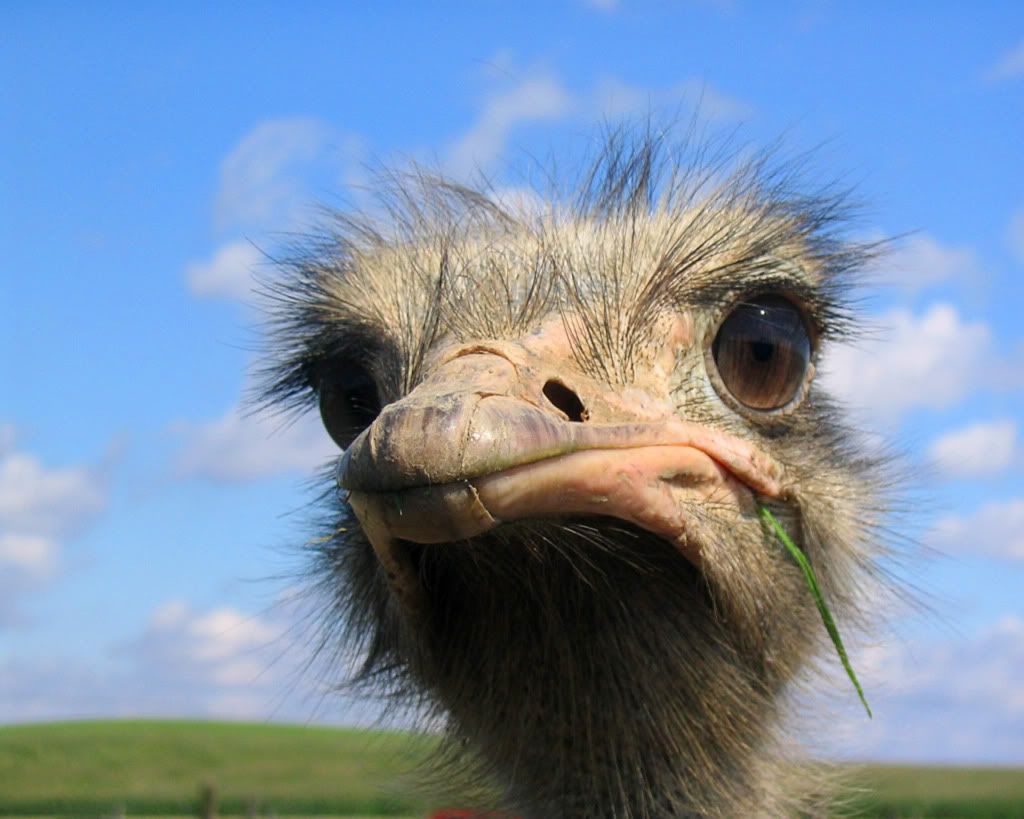Ostrich2.jpg