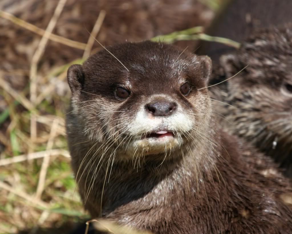 Otter.jpg