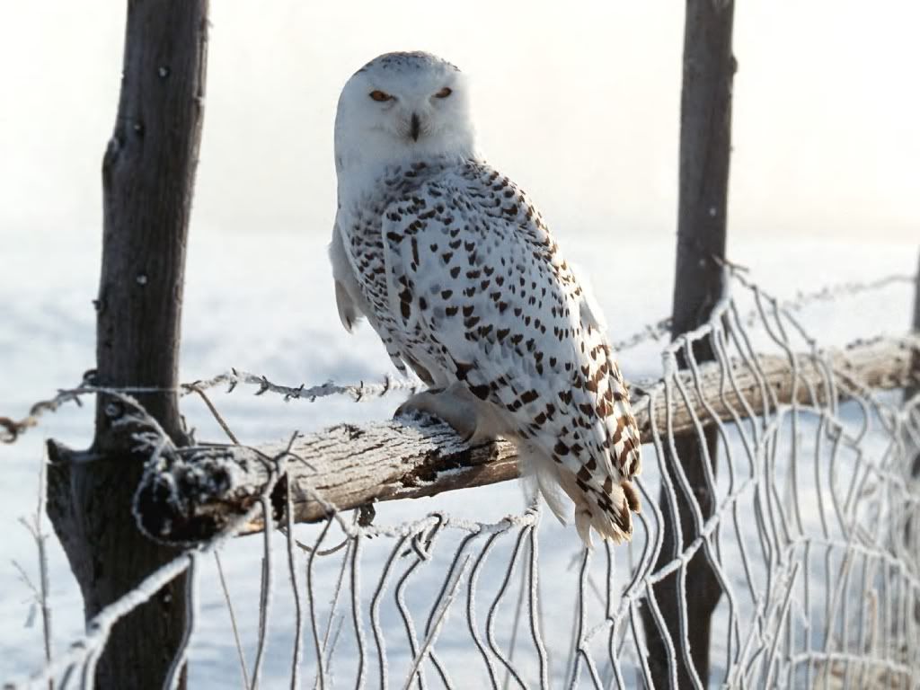 Owl.jpg
