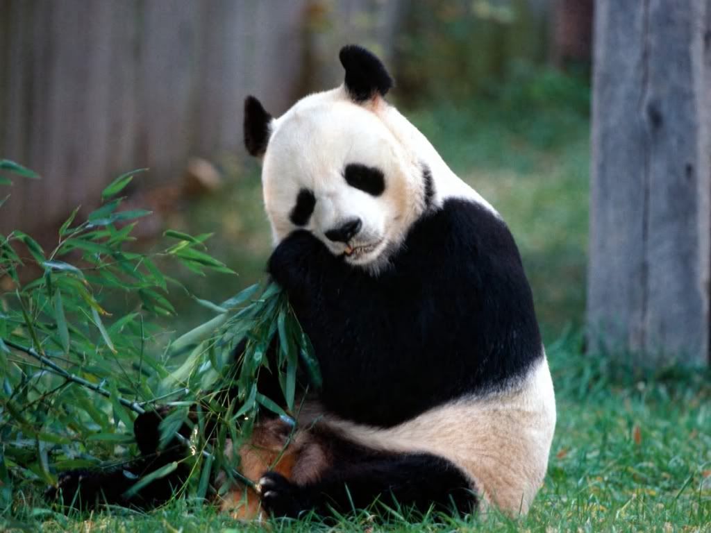 Panda1.jpg