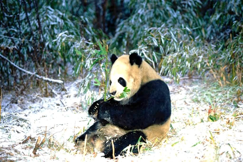 Panda2.jpg