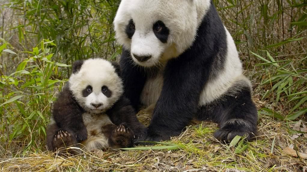 Panda3.jpg