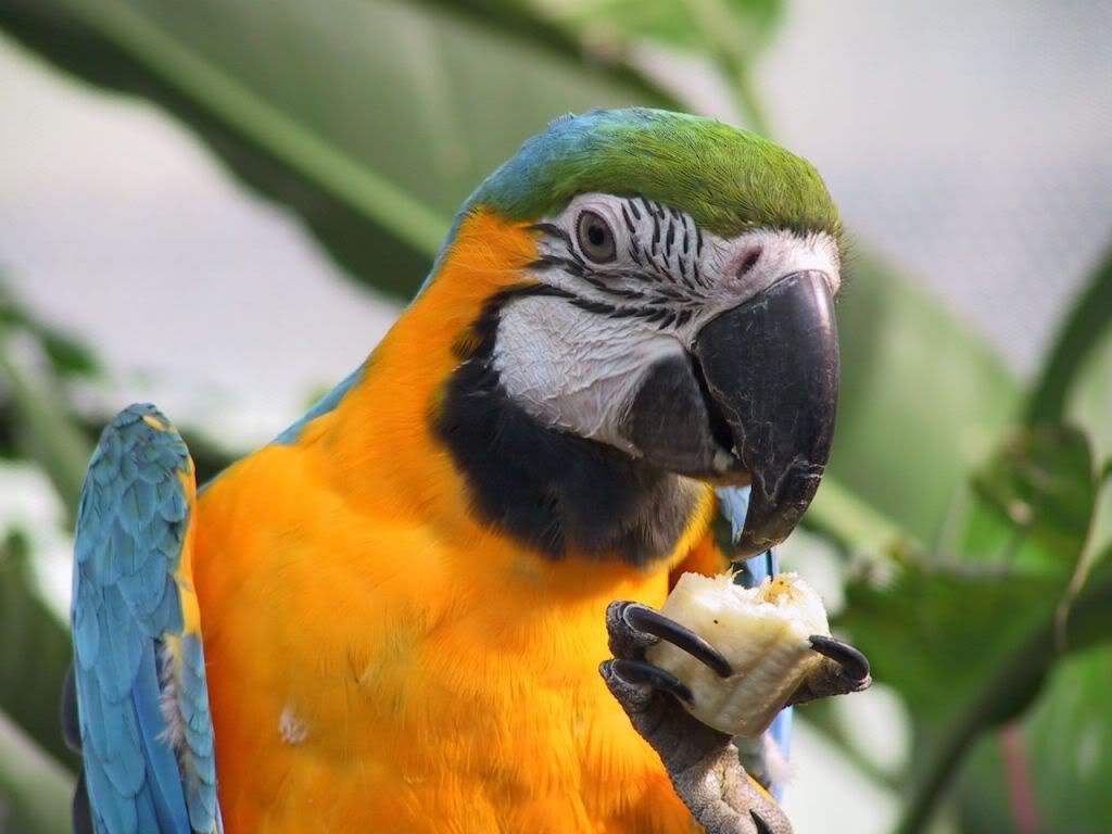 Parrot.jpg