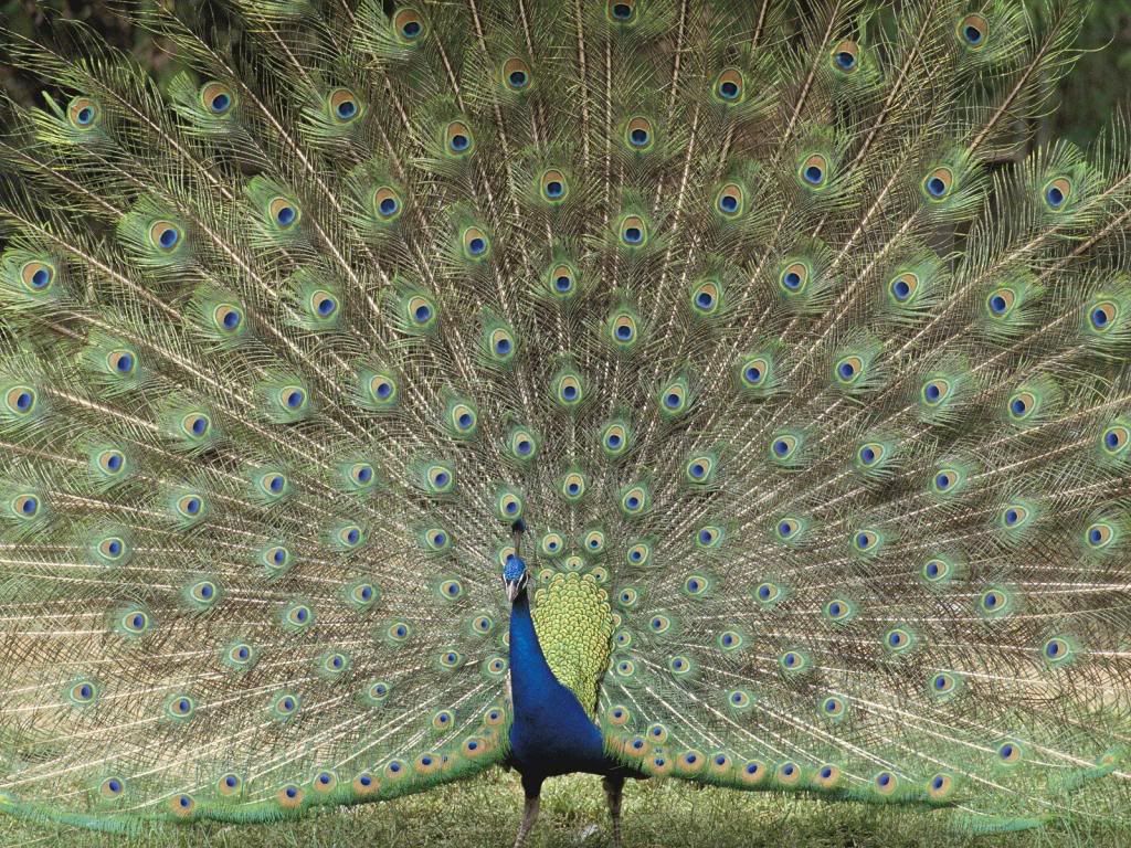 Peafowl1.jpg