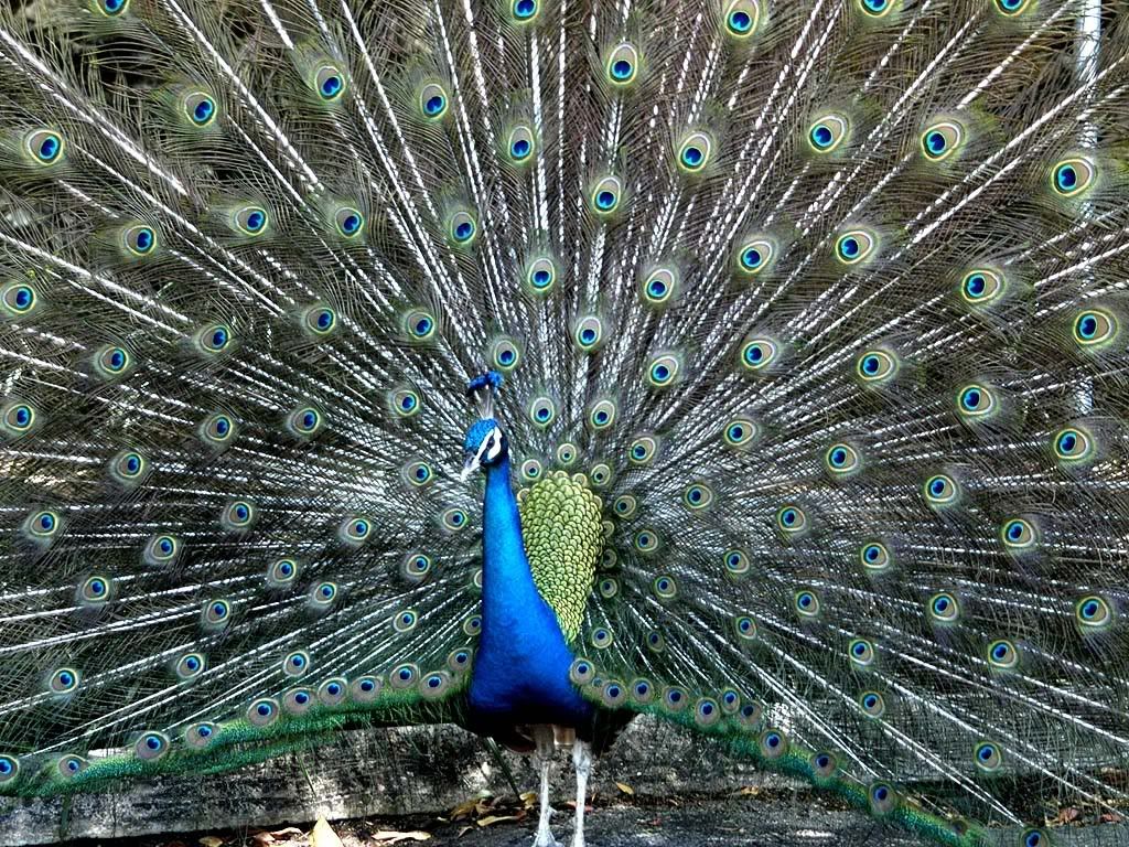 Peafowl2.jpg