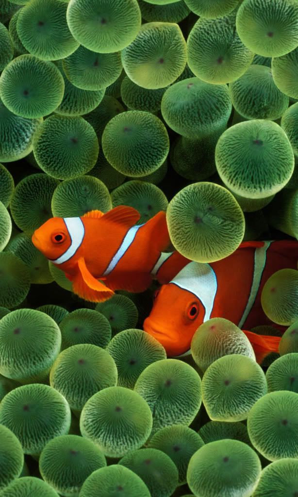 Peces.jpg