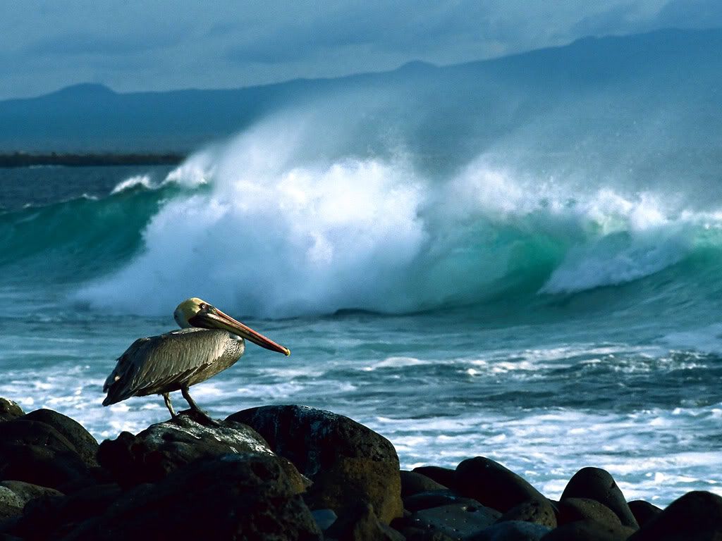 Pelican.jpg