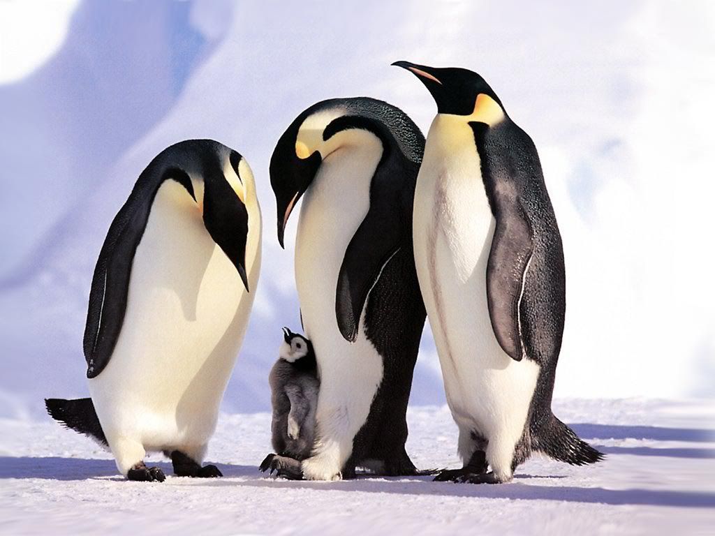 Penguins1.jpg
