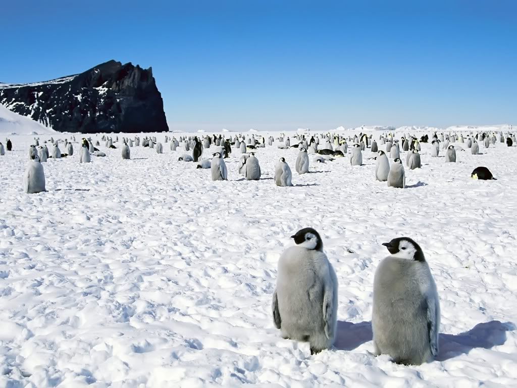 Penguins2.jpg