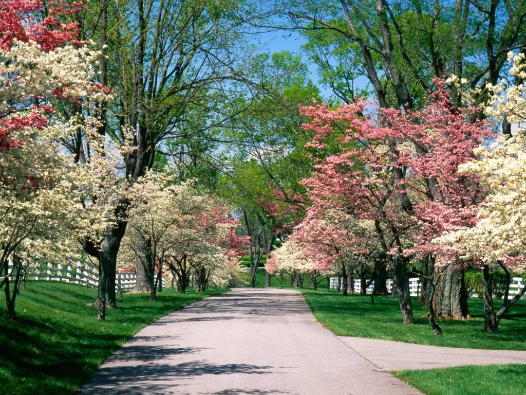 PinkandWhiteDogwoodTreesLexingto-1.jpg