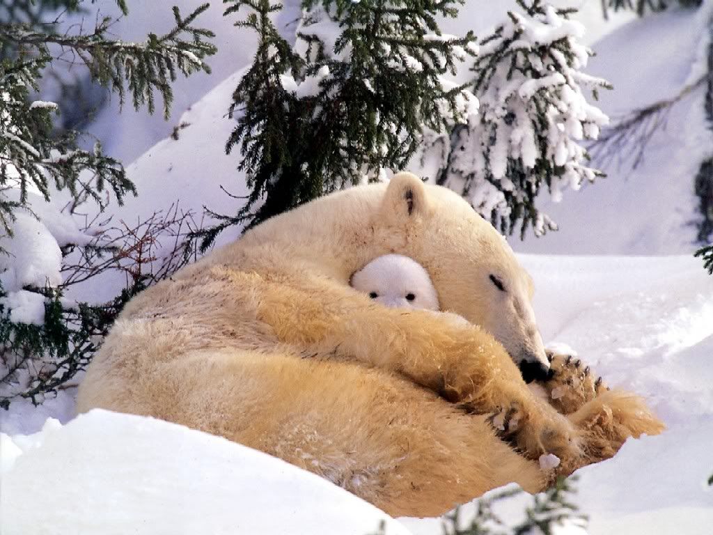 PolarBear1.jpg