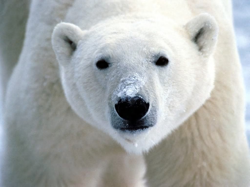 PolarBear2.jpg