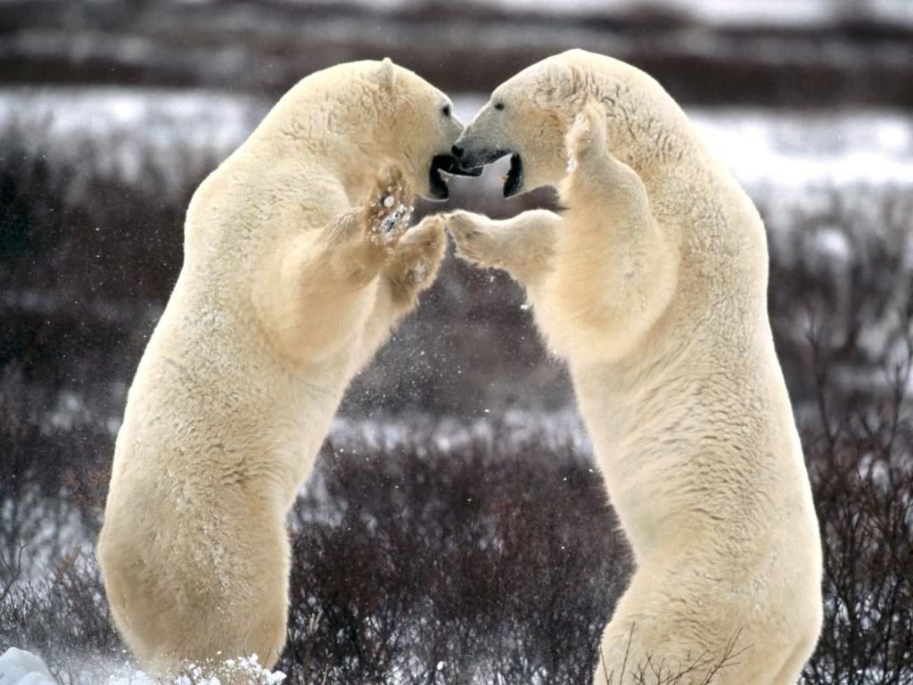 PolarBear3.jpg
