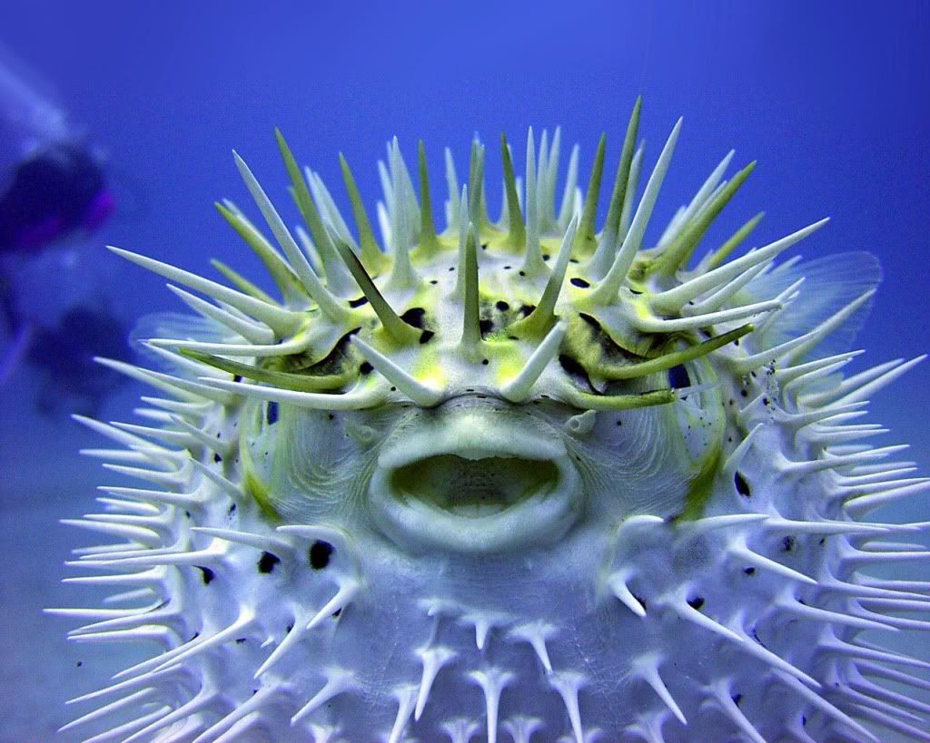 PufferFish.jpg