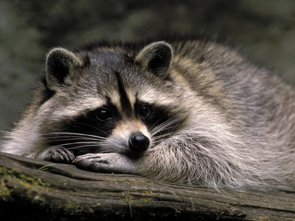 Racoon.jpg