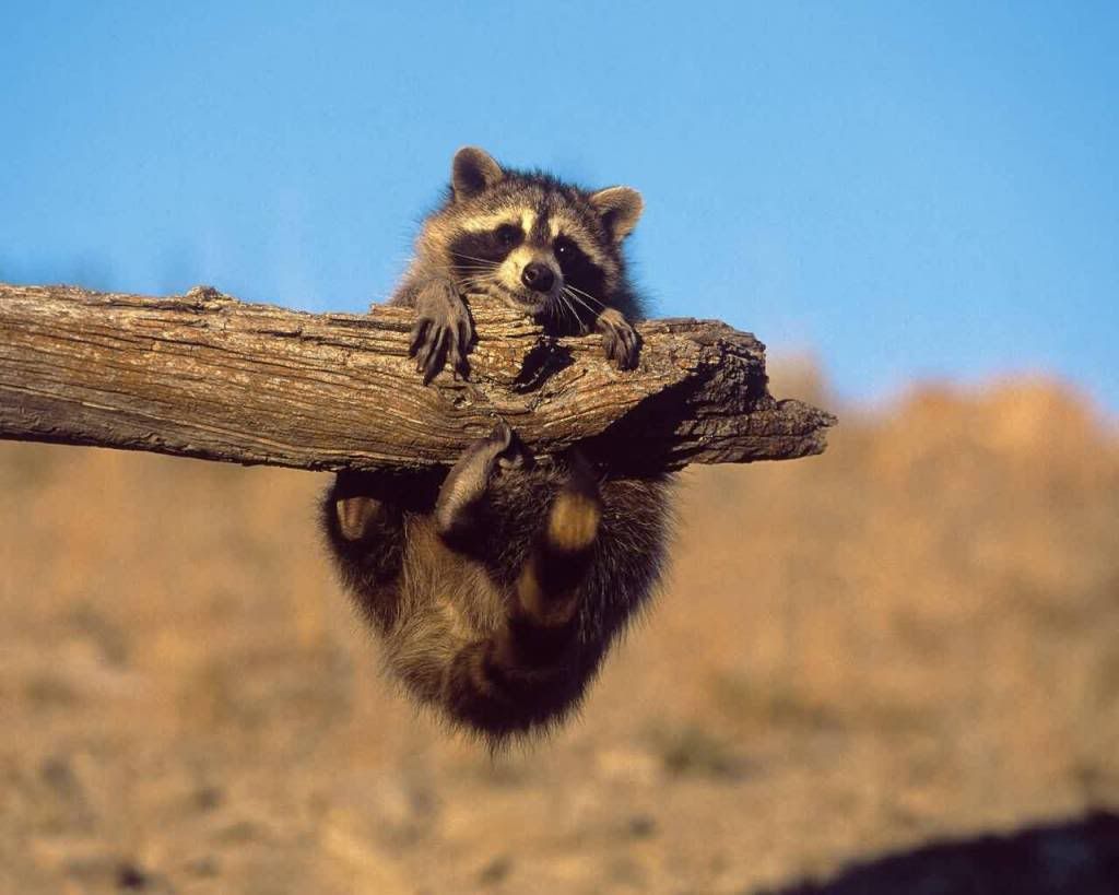 RacoonBaby.jpg