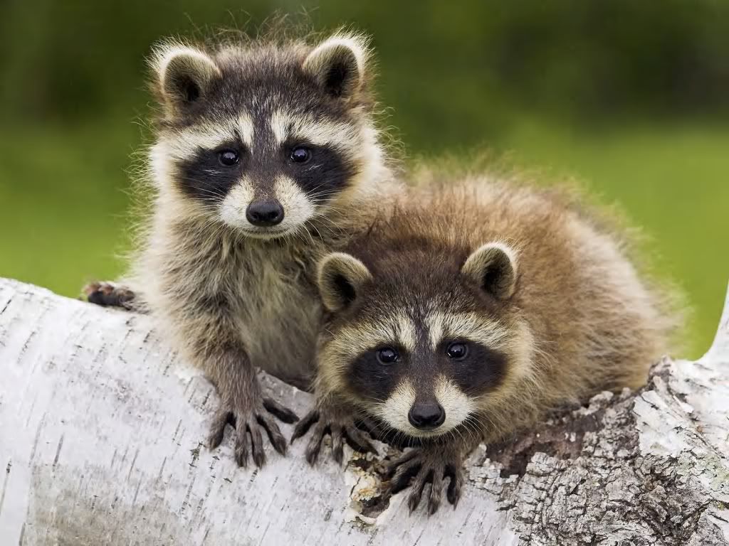RacoonBabys.jpg