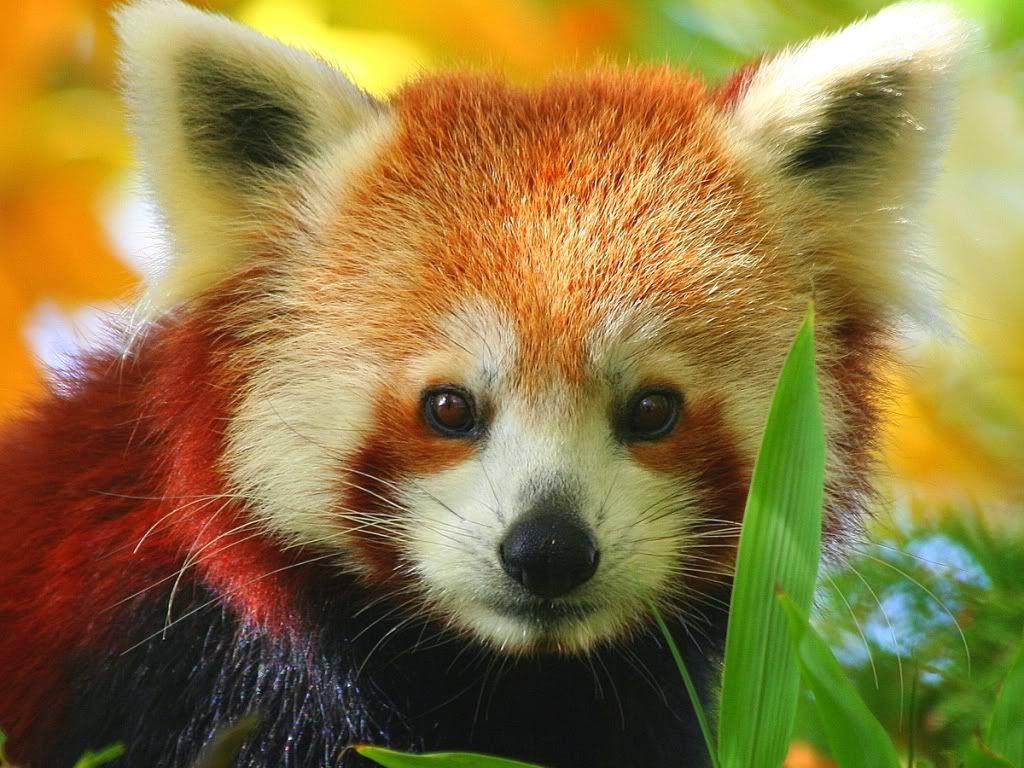 RedPanda.jpg