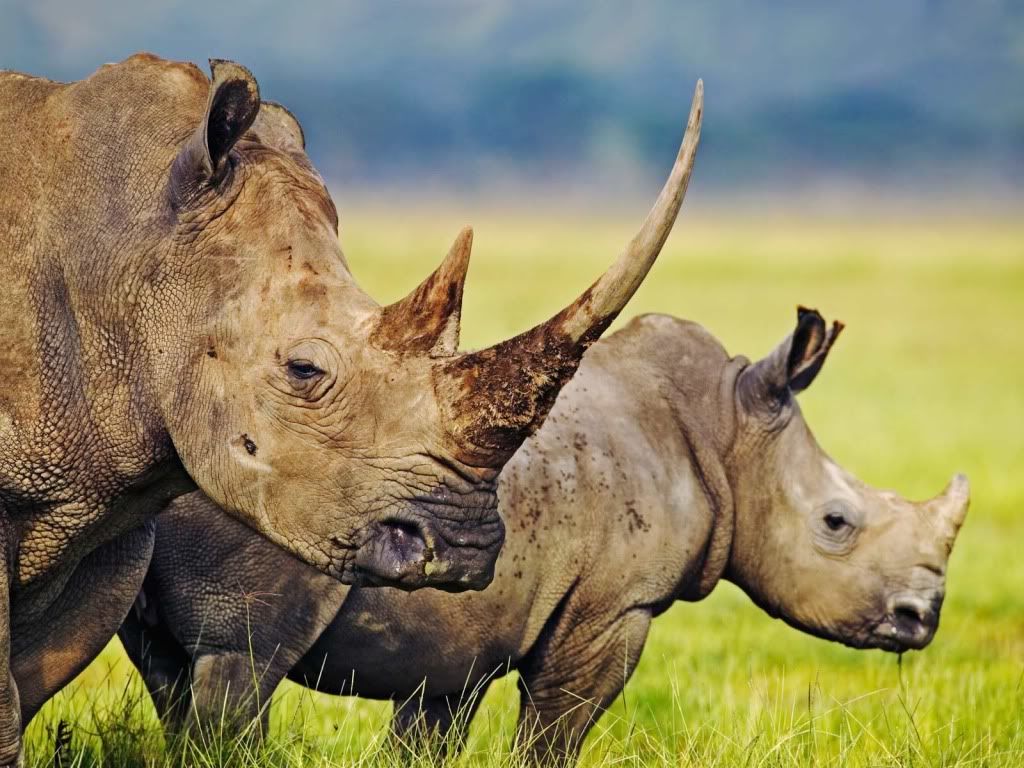 Rhinos.jpg