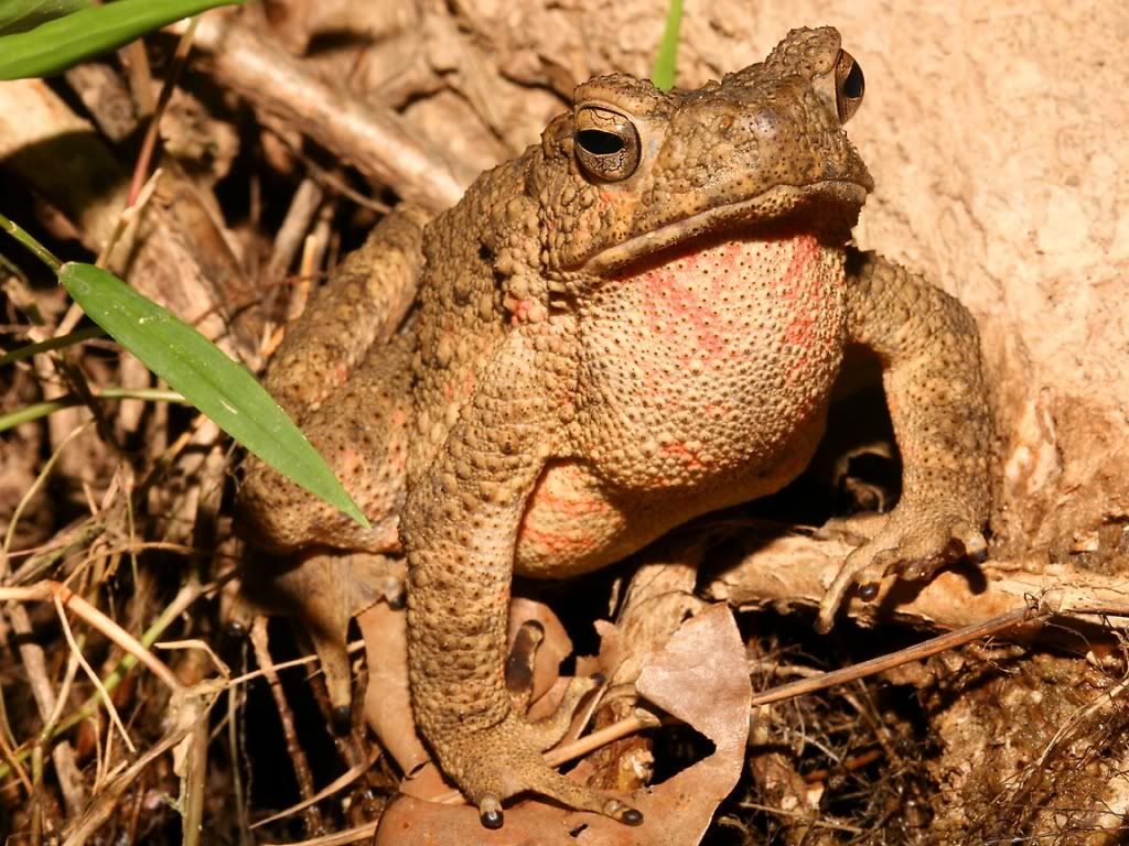 RiverToad.jpg