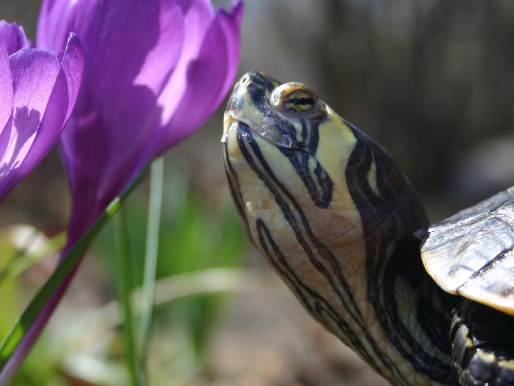 RiverTurtle.jpg